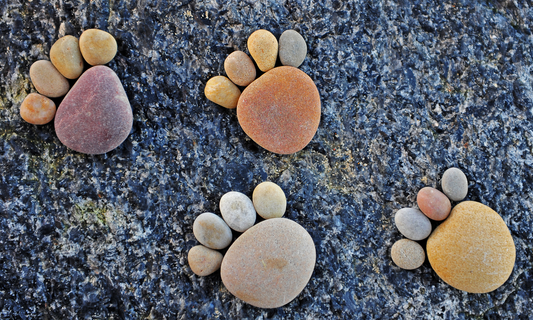 Fun Spring Activities to do with your dog.