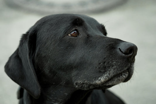 National Black Dog Day!